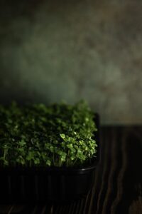herb, organic, growth-7108189.jpg