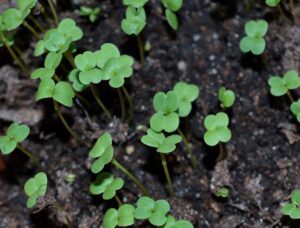 sprouts, seedling, microgreen-1407661.jpg