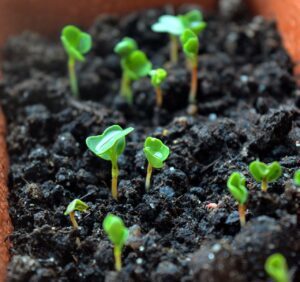 sprouts, seedling, seedlings-1403167.jpg