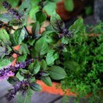 basil bush basil, thyme, herbs-5331709.jpg