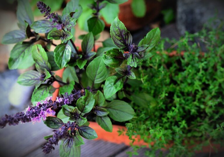 basil bush basil, thyme, herbs-5331709.jpg