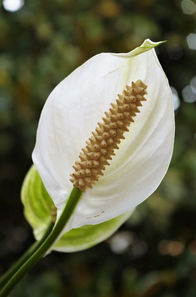 flower, white, spathiphyllum-3665138.jpg