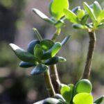 jade plant, succulent, green leaf-6569195.jpg