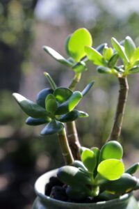 jade plant, succulent, green leaf-6569195.jpg