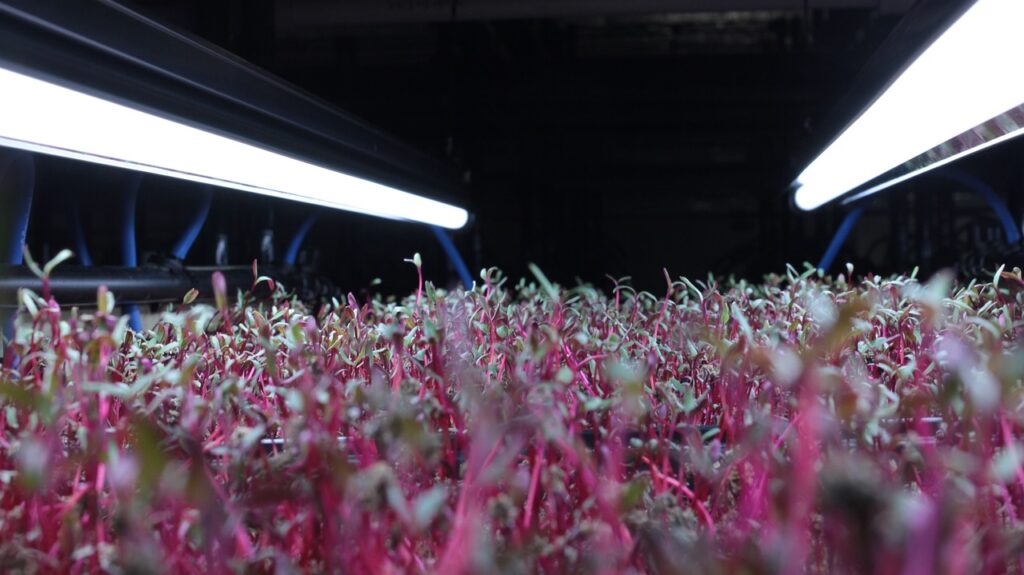 microgreens, farming, spices-2466365.jpg