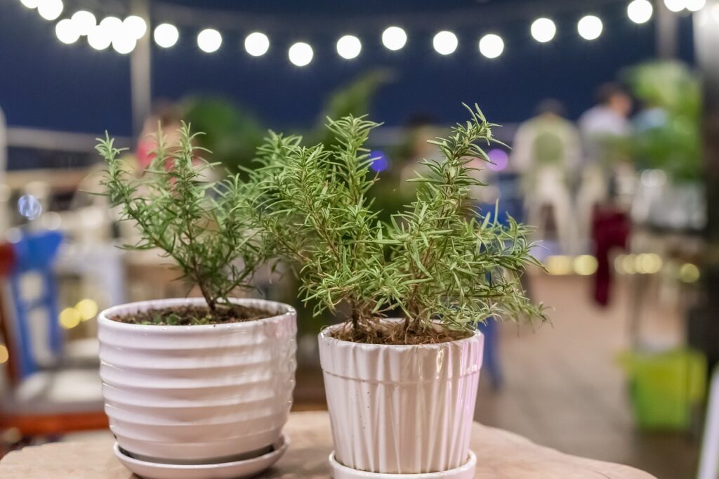 rosemary, plants, pots-7166091.jpg