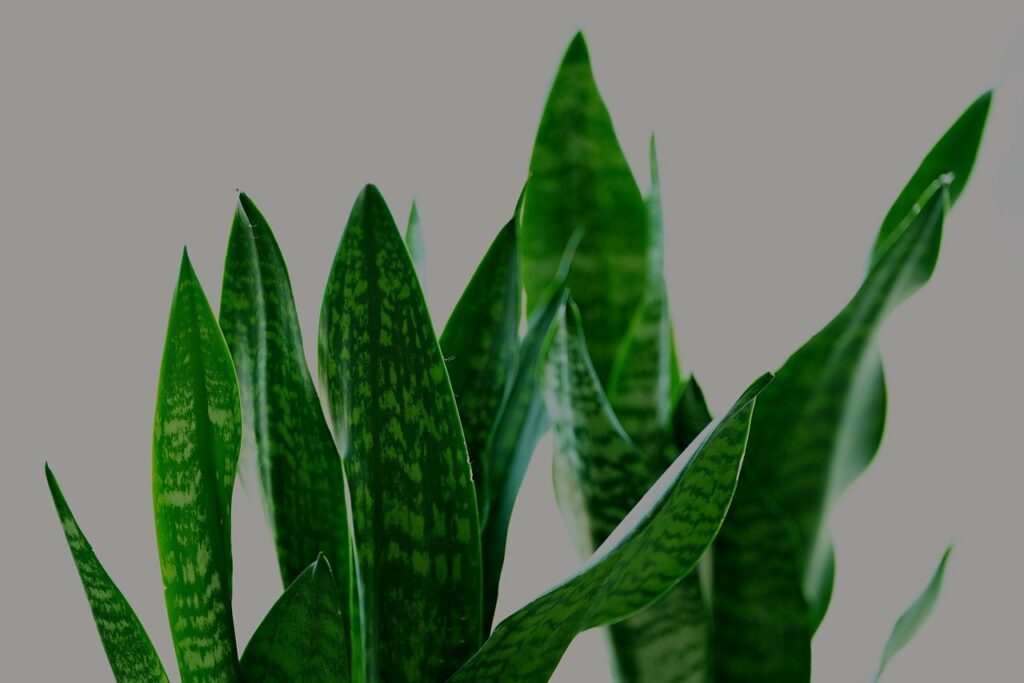 sanseviera, sansevieria zeylanica, fan snake plant-8231643.jpg