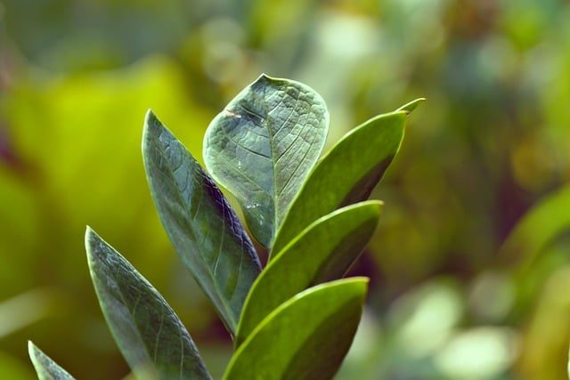 zamioculcas zamiifolia 8231657 640