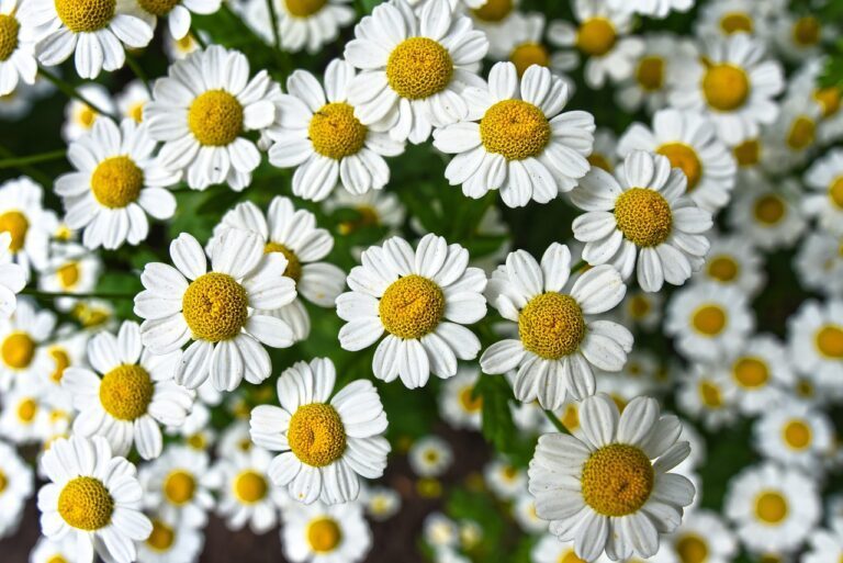 chamomile, flowers, plant-3489847.jpg