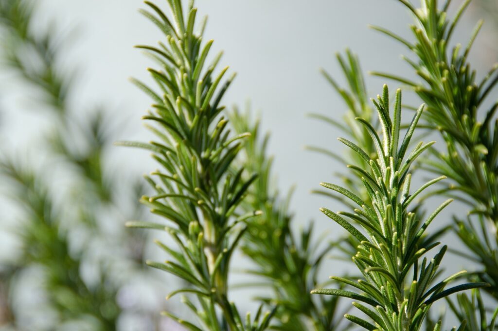 rosemary, rosmarinus, green-5003597.jpg