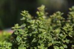 thyme, herbs, herb garden-5664190.jpg