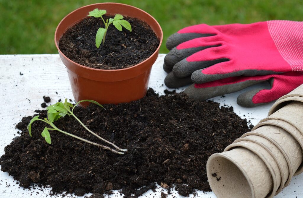 tomato plant, gardening, gloves-7049275.jpg